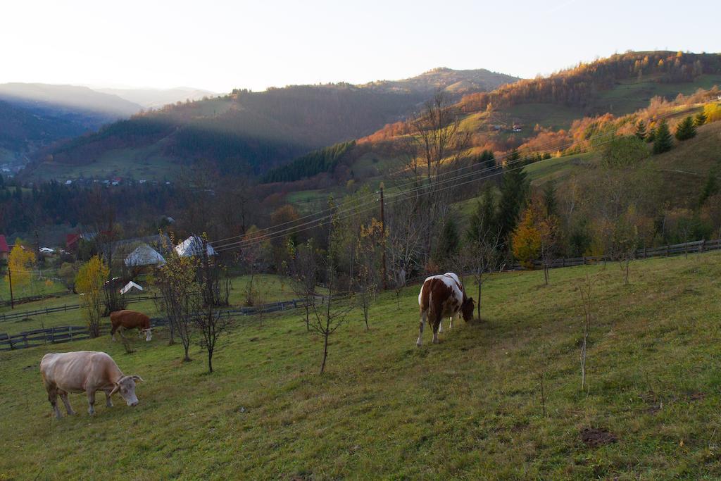 Kings Valley - Sunny Botesti Cîmpeni Dış mekan fotoğraf